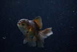 Juvenile Thai Oranda  Bronze 3.5 Inch (ID#1210To12c-84) Free2Day SHIPPING