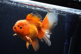 Thai Oranda  Red White 6 Inch (ID#311To7b-111)