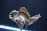 Juvenile Thai Oranda  Panda 4 Inch (ID#1022To13b-95) Free2Day SHIPPING