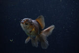 Juvenile Thai Oranda  Bronze 3.5 Inch (ID#1210To12c-84) Free2Day SHIPPING