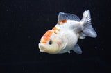 Yuan Bao Oranda  Calico 4 Inch (ID#411Yb10b-45) Free2Day SHIPPING