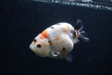 Milk Cow Ranchu  Calico 4.5 Inch (ID#0103R10c-96) Free2Day SHIPPING