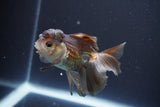 Juvenile Thai Oranda  Panda 4 Inch (ID#910To13bpt6-54) Free2Day SHIPPING