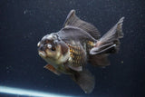 Thai Oranda  Panda 6 Inch (ID#1112To6b-112)