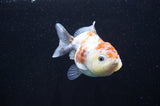 Yuan Bao Oranda  Calico 4 Inch (ID#411Yb10b-45) Free2Day SHIPPING