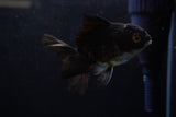 Baby Thai Oranda  Panda 3 Inch (ID#1220ToPTA-19) Free2Day SHIPPING