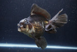 Thai Oranda  Panda 6 Inch (ID#1112To6b-112)