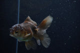 Juvenile Thai Oranda  Bronze 3.5 Inch (ID#1210To12c-84) Free2Day SHIPPING