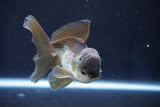 Juvenile Thai Oranda  Panda 4 Inch (ID#1022To13b-95) Free2Day SHIPPING