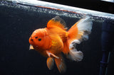 Thai Oranda  Red White 6 Inch (ID#311To7b-111)