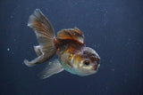 Juvenile Thai Oranda  Panda 4 Inch (ID#910To13bpt6-54) Free2Day SHIPPING