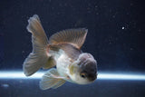 Juvenile Thai Oranda  Panda 4 Inch (ID#1022To13b-95) Free2Day SHIPPING