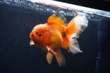 Thai Oranda  Red White 6 Inch (ID#311To7b-111)