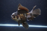 Thai Oranda  Panda 6 Inch (ID#1112To6b-112)