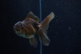 Juvenile Thai Oranda  Bronze 3.5 Inch (ID#1210To12c-84) Free2Day SHIPPING