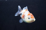 Yuan Bao Oranda  Calico 4 Inch (ID#411Yb10b-45) Free2Day SHIPPING