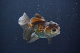 Juvenile Thai Oranda  Panda 4 Inch (ID#910To13bpt6-54) Free2Day SHIPPING