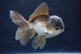 Juvenile Thai Oranda  Panda 4 Inch (ID#1022To13b-95) Free2Day SHIPPING