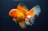Thai Oranda  Red White 6 Inch (ID#311To7b-111)