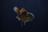 Juvenile Thai Oranda  Bronze 3.5 Inch (ID#1210To12c-84) Free2Day SHIPPING