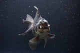 Thai Oranda  Panda 6 Inch (ID#1112To6b-112)