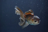 Juvenile Thai Oranda  Panda 4 Inch (ID#910To13bpt6-54) Free2Day SHIPPING