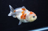 Yuan Bao Oranda  Calico 4 Inch (ID#411Yb10b-45) Free2Day SHIPPING