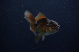 Juvenile Thai Oranda  Bronze 3.5 Inch (ID#1210To12c-84) Free2Day SHIPPING