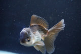 Juvenile Thai Oranda  Panda 4 Inch (ID#1022To13b-95) Free2Day SHIPPING