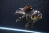 Thai Oranda  Panda 6 Inch (ID#1112To6b-112)