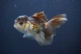 Juvenile Thai Oranda  Panda 4 Inch (ID#910To13bpt6-54) Free2Day SHIPPING