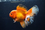 Thai Oranda  Red White 6 Inch (ID#311To7b-111)