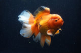 Thai Oranda  Red White 6 Inch (ID#311To7b-111)