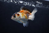 Baby Thai Oranda  Tricolor 2.5 Inch (ID#1220ToPTA-20) Free2Day SHIPPING