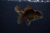 Juvenile Thai Oranda  Bronze 3.5 Inch (ID#1210To12c-84) Free2Day SHIPPING