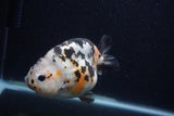 Milk Cow Ranchu  Calico 4.5 Inch (ID#0103R10c-97) Free2Day SHIPPING