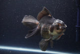 Thai Oranda  Panda 6 Inch (ID#1112To6b-112)