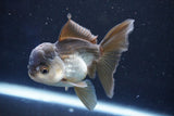 Juvenile Thai Oranda  Panda 4 Inch (ID#1022To13b-95) Free2Day SHIPPING