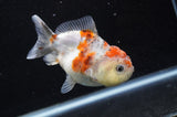 Yuan Bao Oranda  Calico 4 Inch (ID#411Yb10b-45) Free2Day SHIPPING