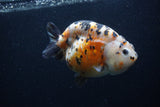 Milk Cow Ranchu  Calico 4.5 Inch (ID#0103R10c-97) Free2Day SHIPPING