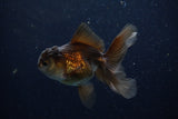 Juvenile Thai Oranda  Bronze 3.5 Inch (ID#1210To12c-84) Free2Day SHIPPING