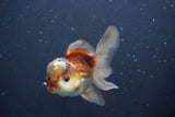 Juvenile Thai Oranda  Tricolor 3.5 Inch (ID#910To13bpt6-55) Free2Day SHIPPING