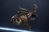 Thai Oranda  Panda 6 Inch (ID#1112To6b-112)