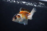 Baby Thai Oranda  Tricolor 2.5 Inch (ID#1220ToPTA-20) Free2Day SHIPPING