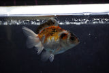 Baby Thai Oranda  Tricolor 2.5 Inch (ID#1220ToPTA-20) Free2Day SHIPPING