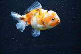 Yuan Bao Oranda  Calico 3.5 Inch (ID#411Yb10b-46) Free2Day SHIPPING
