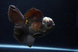 Thai Oranda  Panda 5.5 Inch (ID#311To7b-112)
