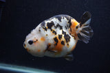 Milk Cow Ranchu  Calico 4.5 Inch (ID#0103R10c-97) Free2Day SHIPPING