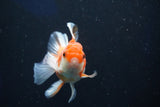 Juvenile Thai Oranda  Tricolor 3.5 Inch (ID#1022To13b-96) Free2Day SHIPPING