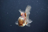 Juvenile Thai Oranda  Tricolor 3.5 Inch (ID#910To13bpt6-55) Free2Day SHIPPING